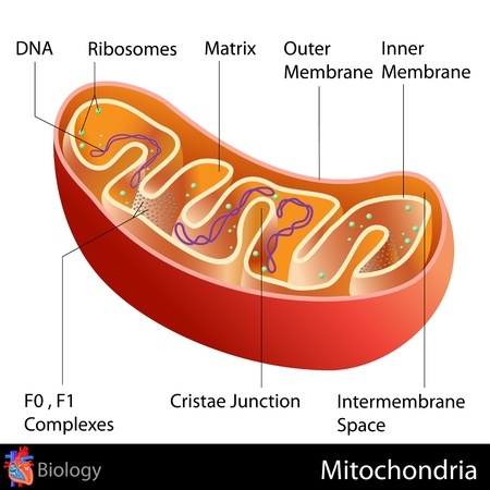 rf123_Mitochondria_20850845_s